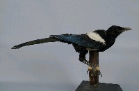 喜鵲藏品圖，第7張